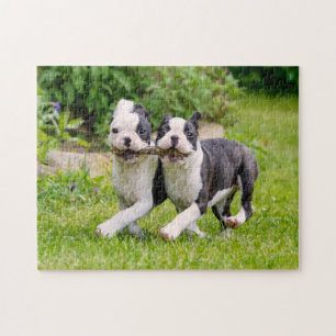 Cute Boston Terrier dogs puppies spelen Legpuzzel