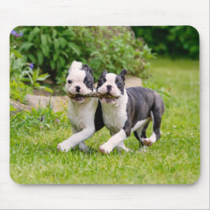 Cute Boston Terrier puppies spelen Muismat