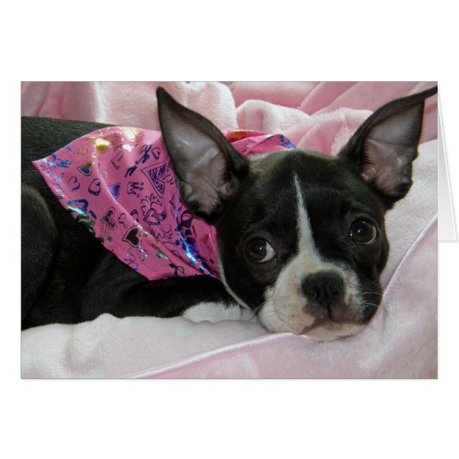Cute Boston Terrier Puppy (Devant horizontal)