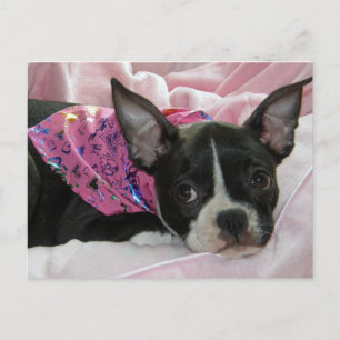 Cute Boston Terrier Puppy Briefkaart