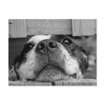 Cute Boston Terrier Puppy Closeup