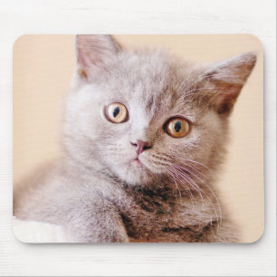 Cute British Shorthair Cat Muismat