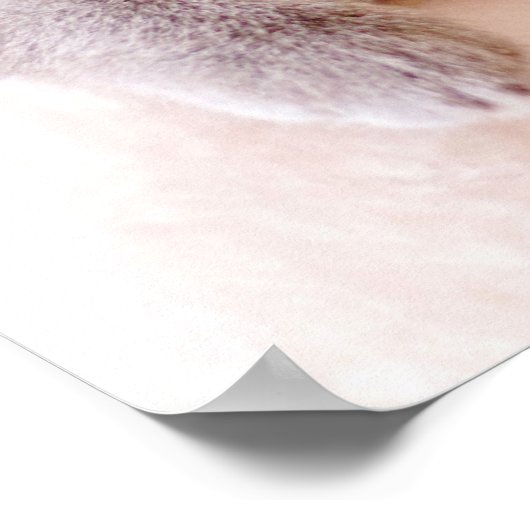 Cute British Shorthair Cat Poster (Hoek)