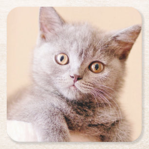 Cute British Shorthair Cat Vierkante Kartonnen Onderzetter
