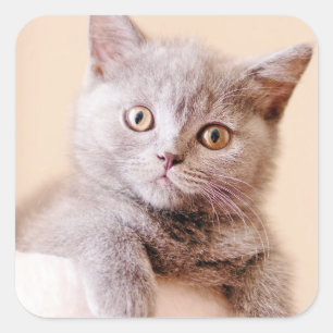 Cute British Shorthair Cat Vierkante Sticker