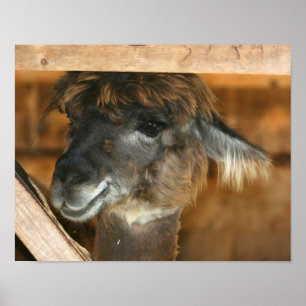 Cute Brown Alpaca Llama Boerderij Animal Poster