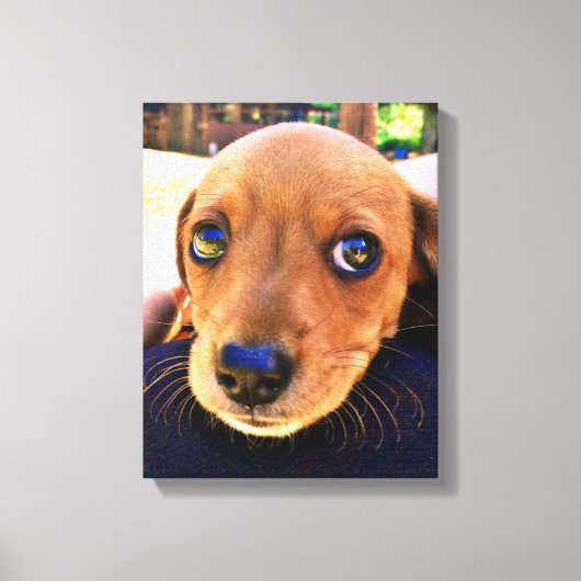 Cute Brown Dachshund Puppy Dog Canvas Afdruk (Voorkant)