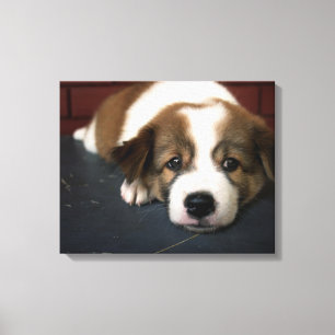 Cute Brown en White Puppy Canvas Afdruk