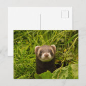 Cute Brown Ferret in de Grass Briefkaart (Voorkant / Achterkant)