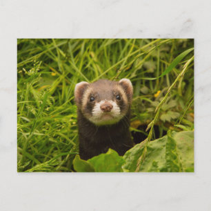 Cute Brown Ferret in de Grass Briefkaart