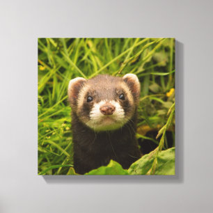 Cute Brown Ferret in de Grass Foto Canvas Afdruk