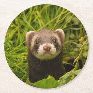 Cute Brown Ferret in de Grass Foto Ronde Kartonnen Onderzetter