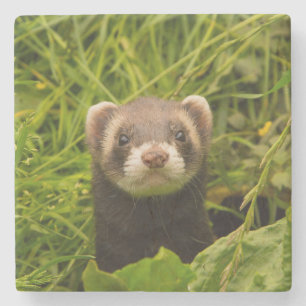Cute Brown Ferret in de Grass Foto Stenen Onderzetter