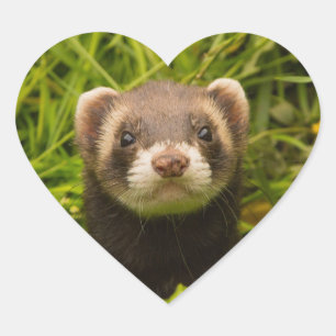 Cute Brown Ferret in de Grass Hart Sticker