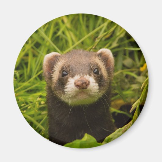 Cute Brown Ferret in de Grass Magneet (Voorkant)