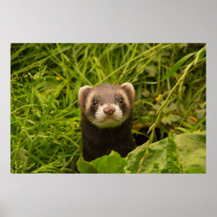Cute Brown Ferret in de Grass Poster