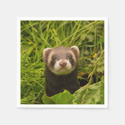 Cute Brown Ferret in de Grass Servet (Voorkant)