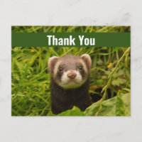 Cute Brown Ferret in the Grass Dank u