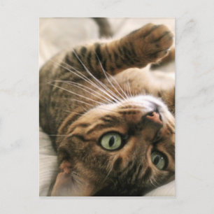 Cute Brown-gebotteld bengaals-kattenkeukenleuf in Briefkaart