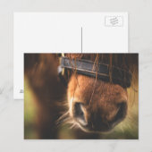Cute Brown Horse Nose Briefkaart (Voorkant / Achterkant)