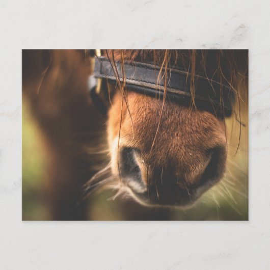 Cute Brown Horse Nose Briefkaart (Voorkant)