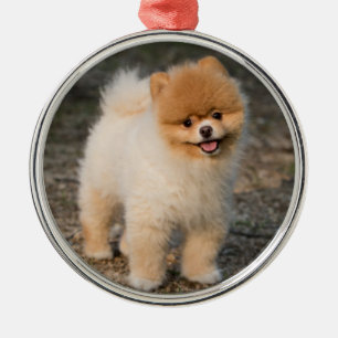 Cute Brown Pomeranian Puppy Dog Metalen Ornament