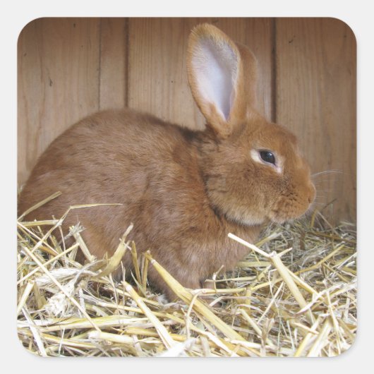 Cute Brown Rabbit in Fresh Hay Vierkante Sticker (Voorkant)