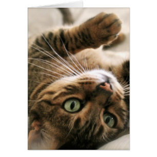 Cute Brown tacheté Bengale Chat Kitten couché dans