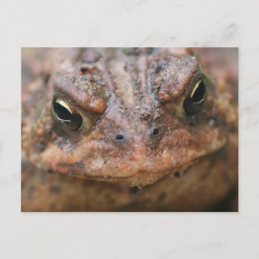 Cute Brown Toad Face Nature Briefkaart (Voorkant)
