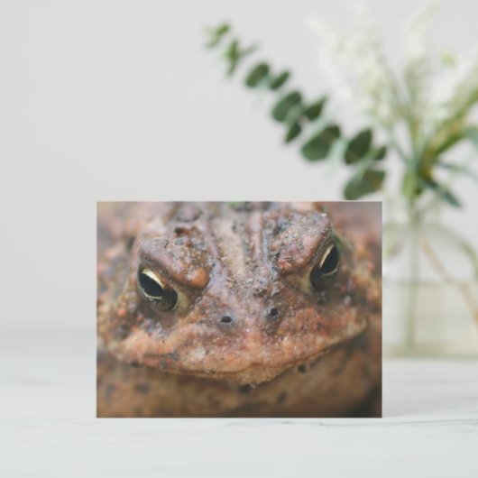 Cute Brown Toad Face Nature Briefkaart (Staand voorkant)