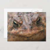 Cute Brown Toad Face Nature Briefkaart (Voorkant / Achterkant)