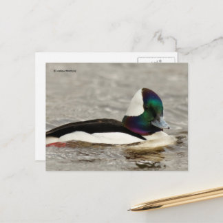 Cute Bufflehead Duck bij Pond Briefkaart