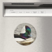 Cute Bufflehead Duck bij Pond Magneet (Insitu (Vaatwasser))