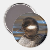 Cute Bufflehead Duck op Sunlit Watts Magneet (Voorkant / Achterkant)