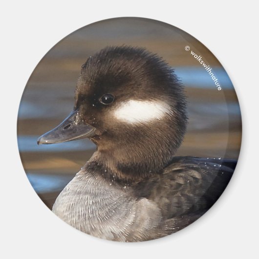 Cute Bufflehead Duck op Sunlit Watts Magneet (Voorkant)