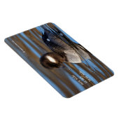 Cute Bufflehead Duck op Sunlit Watts Magneet (Rechterzijde)