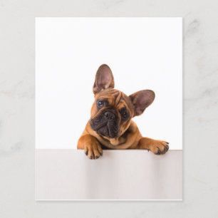 Cute Bulldog   Echt gemeen, Engelse Bulldog Flyer