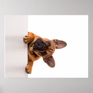 Cute Bulldog Echt gemeen, Engelse Bulldog Poster