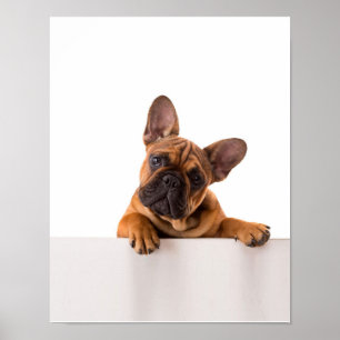 Cute Bulldog Echt gemeen, Engelse Bulldog Poster