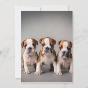 Cute Bulldog Puppies Hondenliefhebbers Cadeau Feestdagenkaart