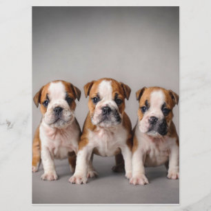 Cute Bulldog Puppies   Hondenliefhebbers Cadeau Menu