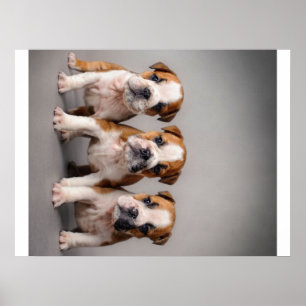 Cute Bulldog Puppies Hondenliefhebbers Cadeau Poster