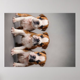 Cute Bulldog Puppies Hondenliefhebbers Cadeau Poster