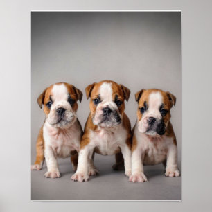 Cute Bulldog Puppies Hondenliefhebbers Cadeau Poster