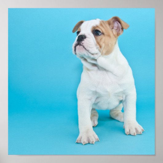 Cute Bulldog Puppy Poster (Voorkant)