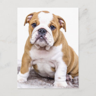 Cute Bulldog Puppy Sitting Down Briefkaart