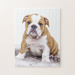 Cute Bulldog Puppy Sitting Down Legpuzzel