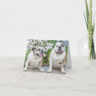 Cute Bulldogs Persoonlijk Wenskaart Kaart