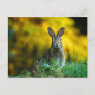 Cute bunny konbit briefkaart