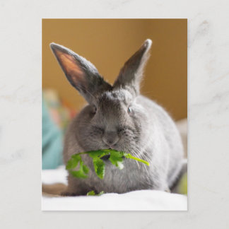 Cute Bunny Rabbit Eating Veggies Briefkaart
